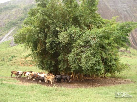 Criação de gado na área do parque na região de Pancas, nos Pontões Capixabas, noroeste do Espírito Santo (foto de Dez/2008)